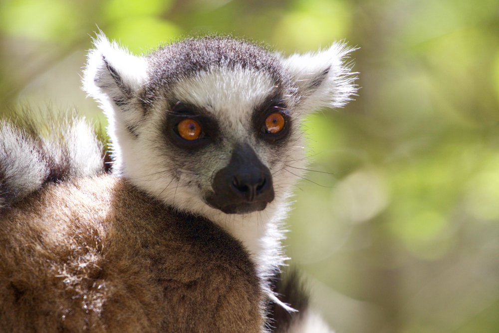 ring tailed lemur in madagascar