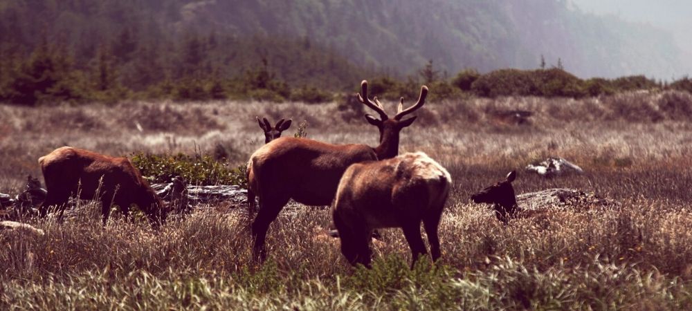 Wild Moose in Canada